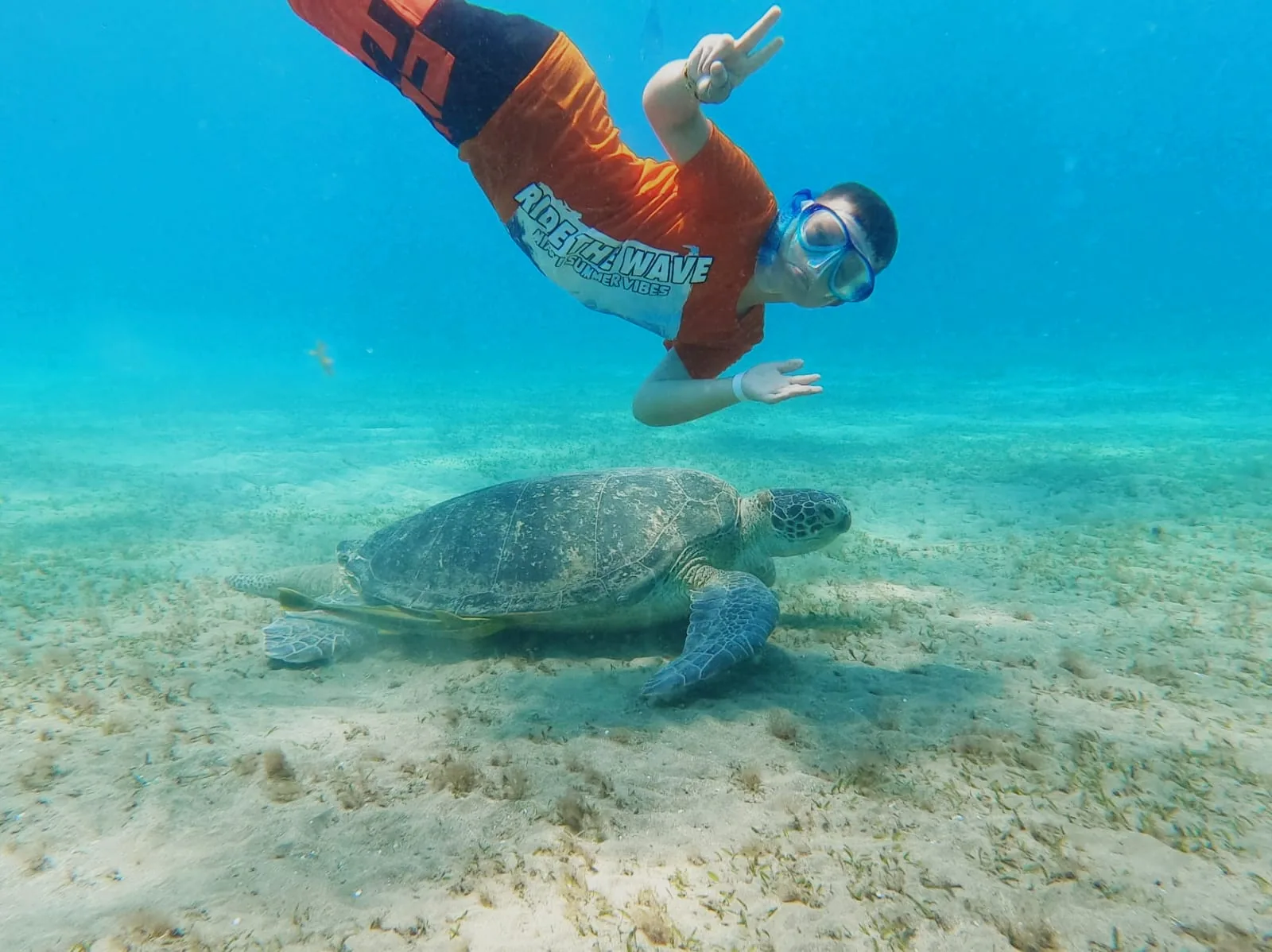 Turtle Bay – Schnorcheln mit Schildkröten